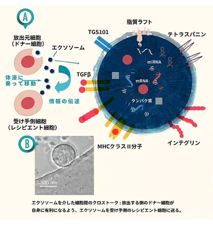 図：幹細胞エクソソーム療法